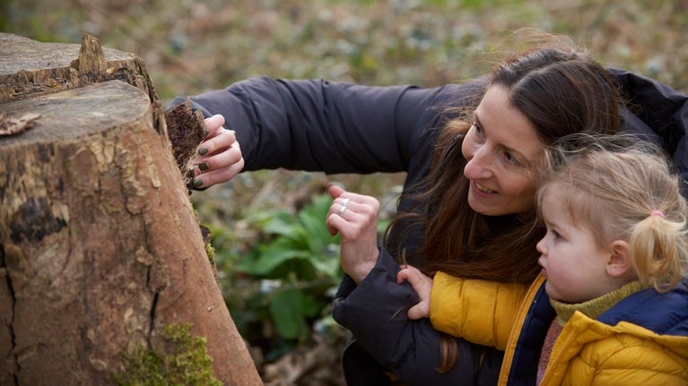 Mother and child bug-spotting under the bark of a tree stump at Sheringham Park, Norfolk